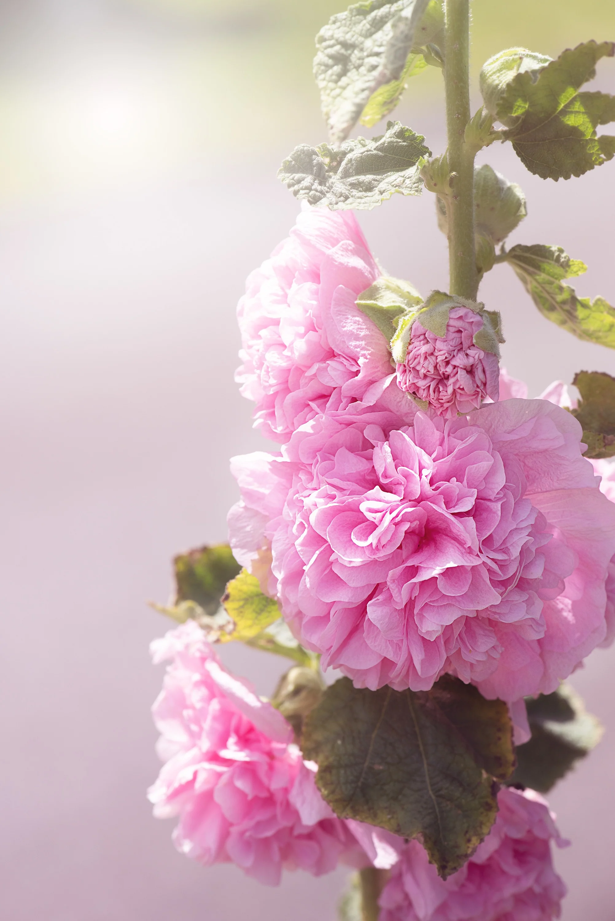 Hollyhock - Chater's Double Pink, 1 Pack - Image 2