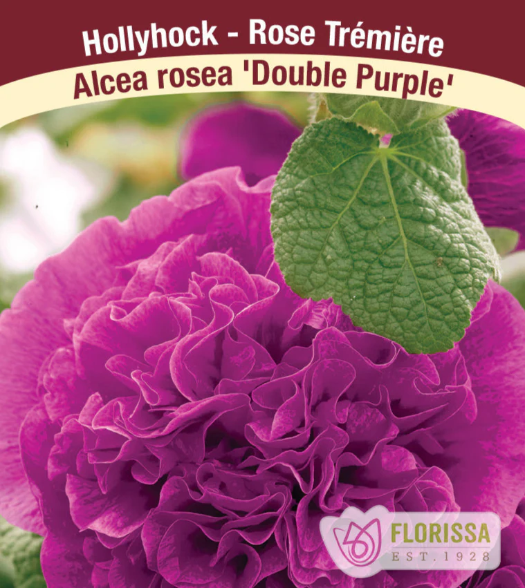 Hollyhock - Double Purple, 1 Pack