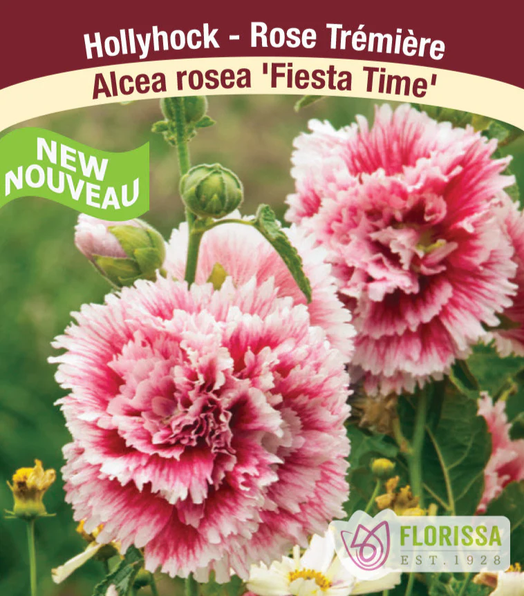 Hollyhock - Fiesta Time, 1 Pack