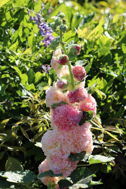 Hollyhock - Peaches 'n' Dreams, 1 Pack - Image 2