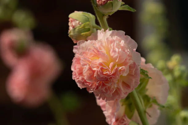 Hollyhock - Peaches 'n' Dreams, 1 Pack - Image 3