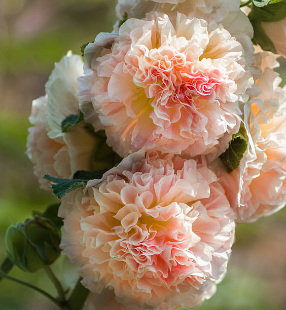 Hollyhock - Peaches 'n' Dreams, 1 Pack - Image 4