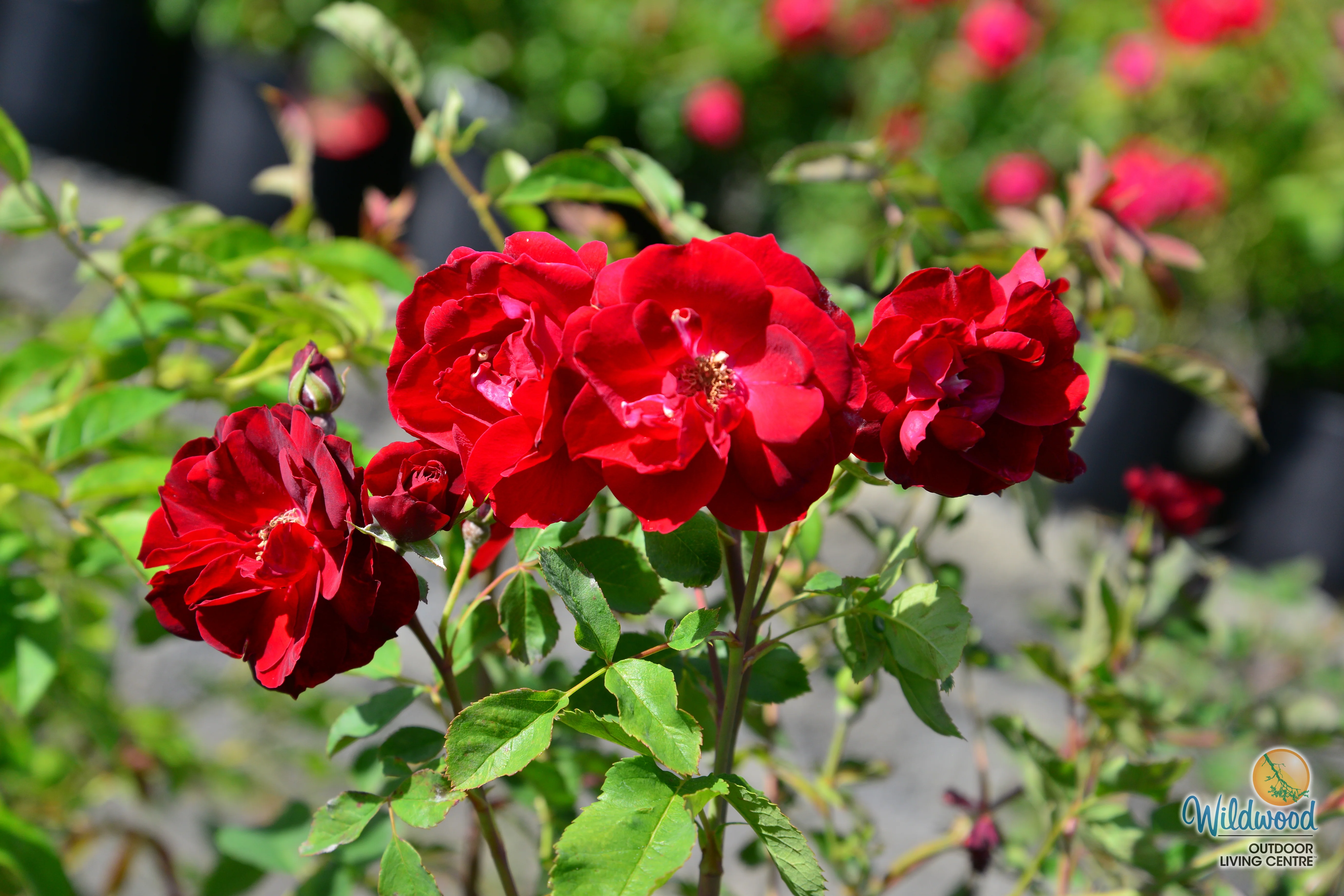 Hope for Humanity - Weeks Rose - Image 2