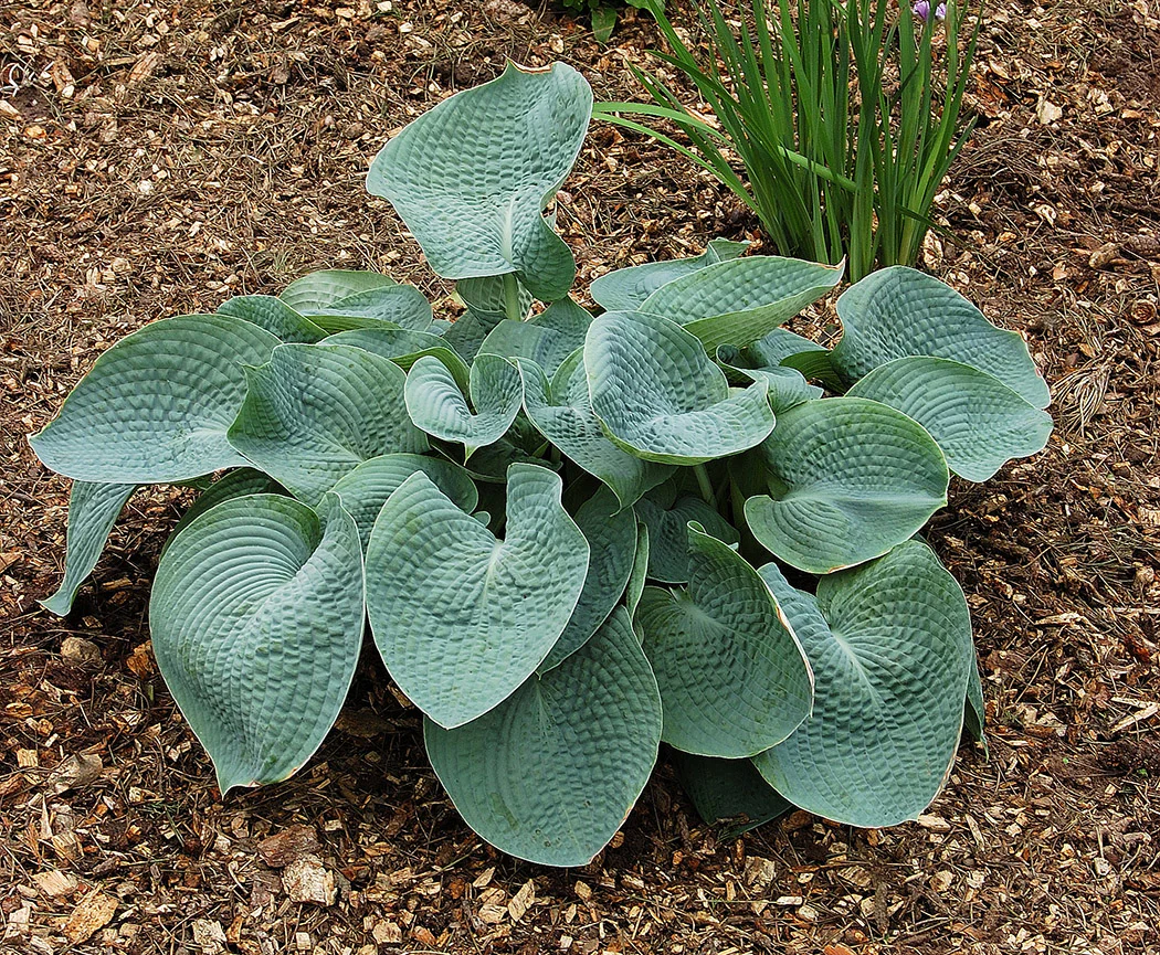 Hosta - Abiqua Drinking Gourd, 1 Pack - Image 2
