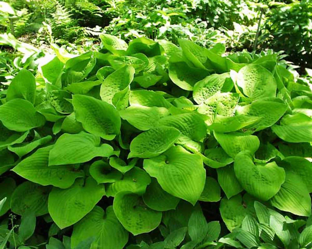Hosta - August Moon, 1 Pack - Image 2