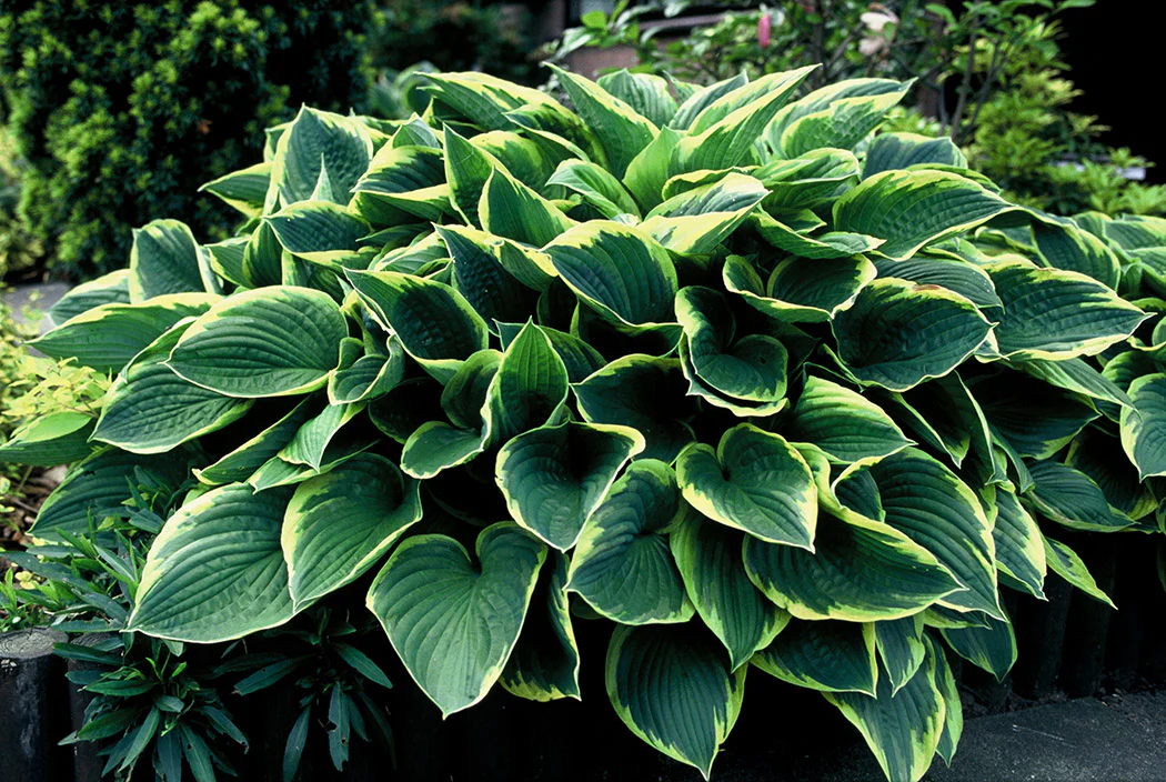 Hosta fortunei - Aureomarginata, 1 Pack - Image 2
