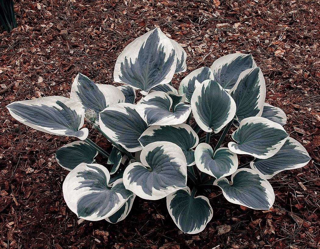 Hosta - Barbara Ann, 1 Pack - Image 2