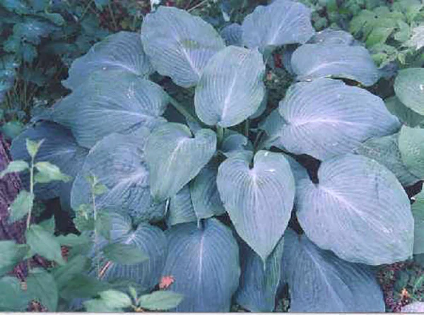 Hosta - Blue Angel, 1 Pack - Image 2