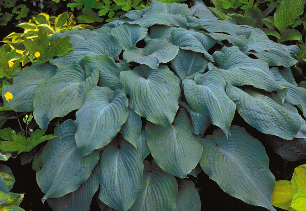 Hosta - Blue Angel, 1 Pack - Image 3