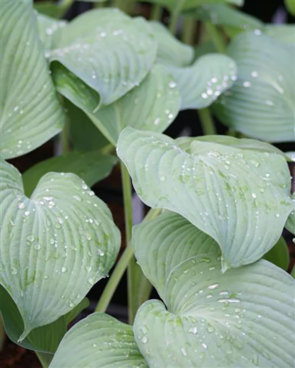 Hosta - Blue Angel, 1 Pack - Image 4