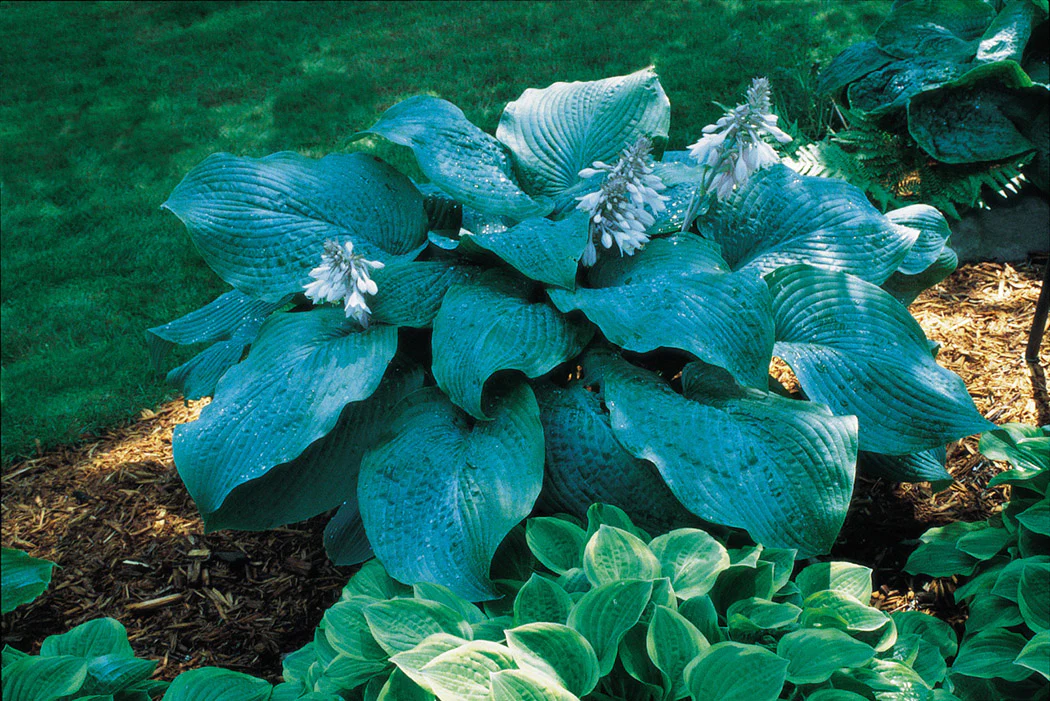 Hosta - Blue Mammoth, 1 Pack - Image 2