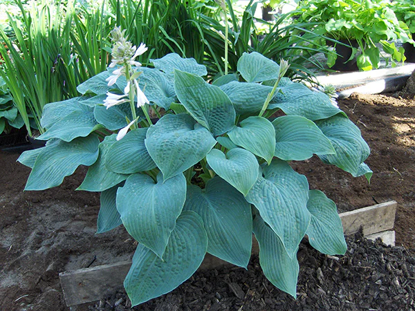 Hosta - Blue Mammoth, 1 Pack - Image 3