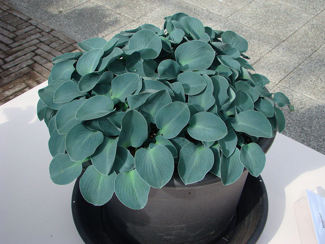 Hosta - Blue Mouse Ears, 1 Pack - Image 2