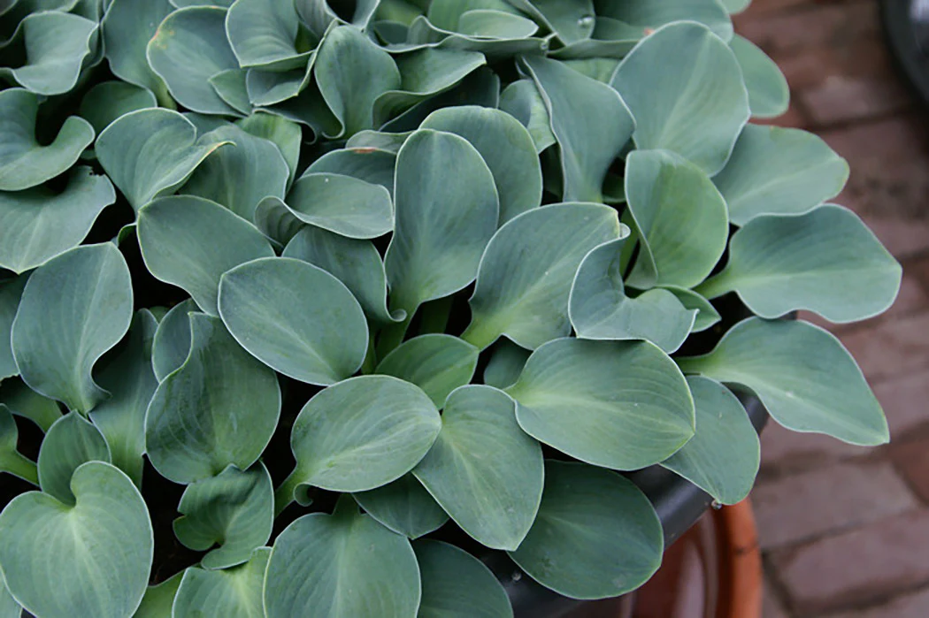 Hosta - Blue Mouse Ears, 1 Pack - Image 3
