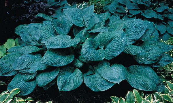 Hosta - Blue Umbrellas, 1 Pack - Image 2