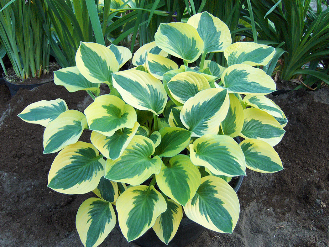 Hosta - Brim Cup, 1 Pack - Image 2