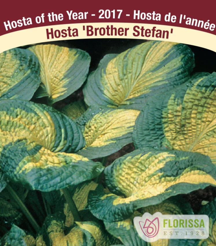 Hosta - Brother Stefan, 1 Pack