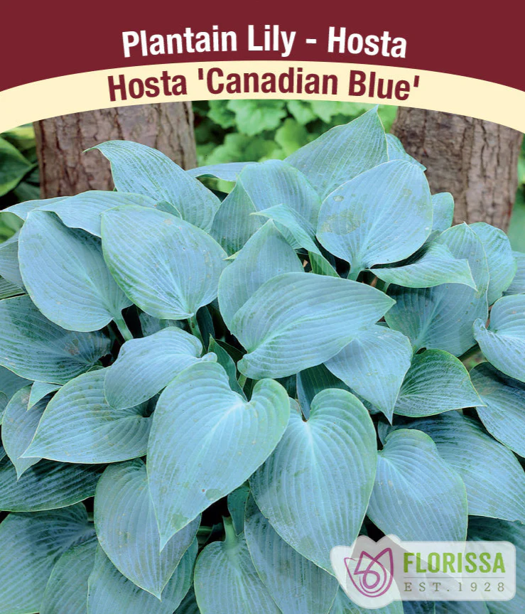 Hosta - Canadian Blue, 1 Pack