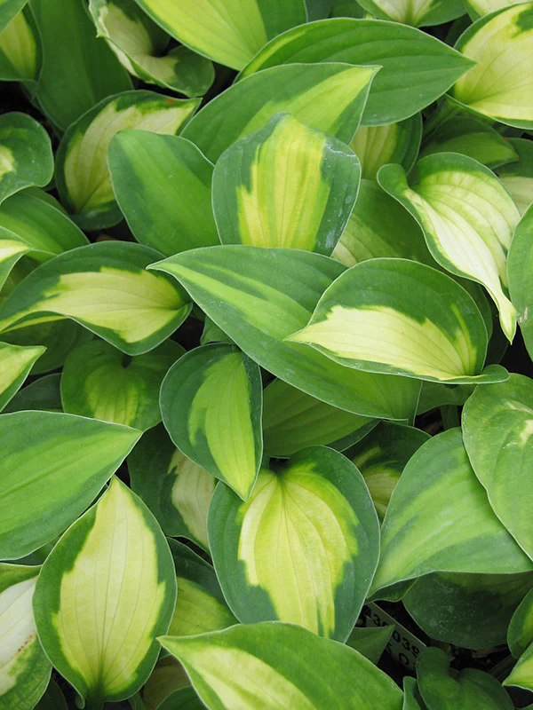 Hosta - Captain Kirk, 1 Pack - Image 2