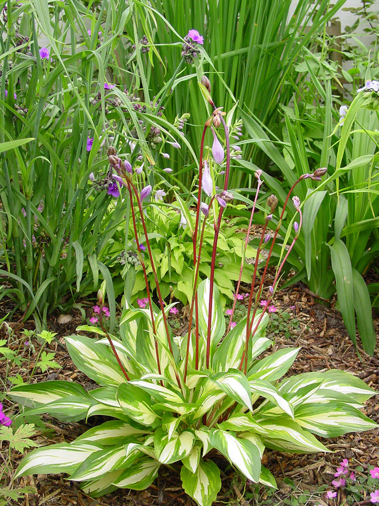 Hosta - Cherry Berry, 1 Pack - Image 2