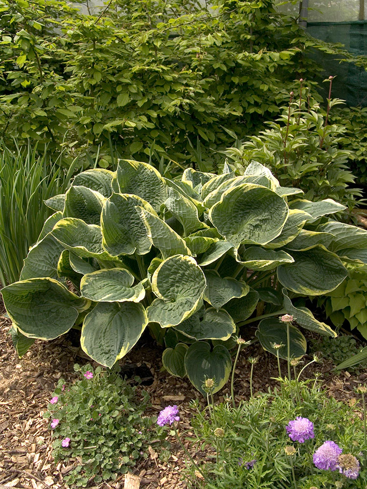 Hosta - Christmas Tree, 1 Pack - Image 2