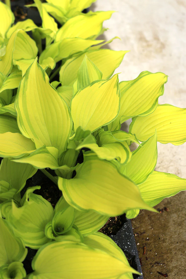 Hosta - Dancing Darling, 1 Pack - Image 2