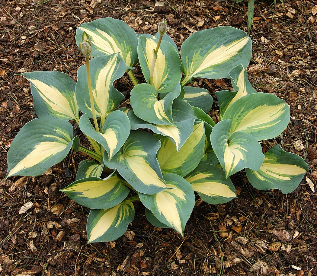 Hosta - Dream Queen, 1 Pack - Image 2