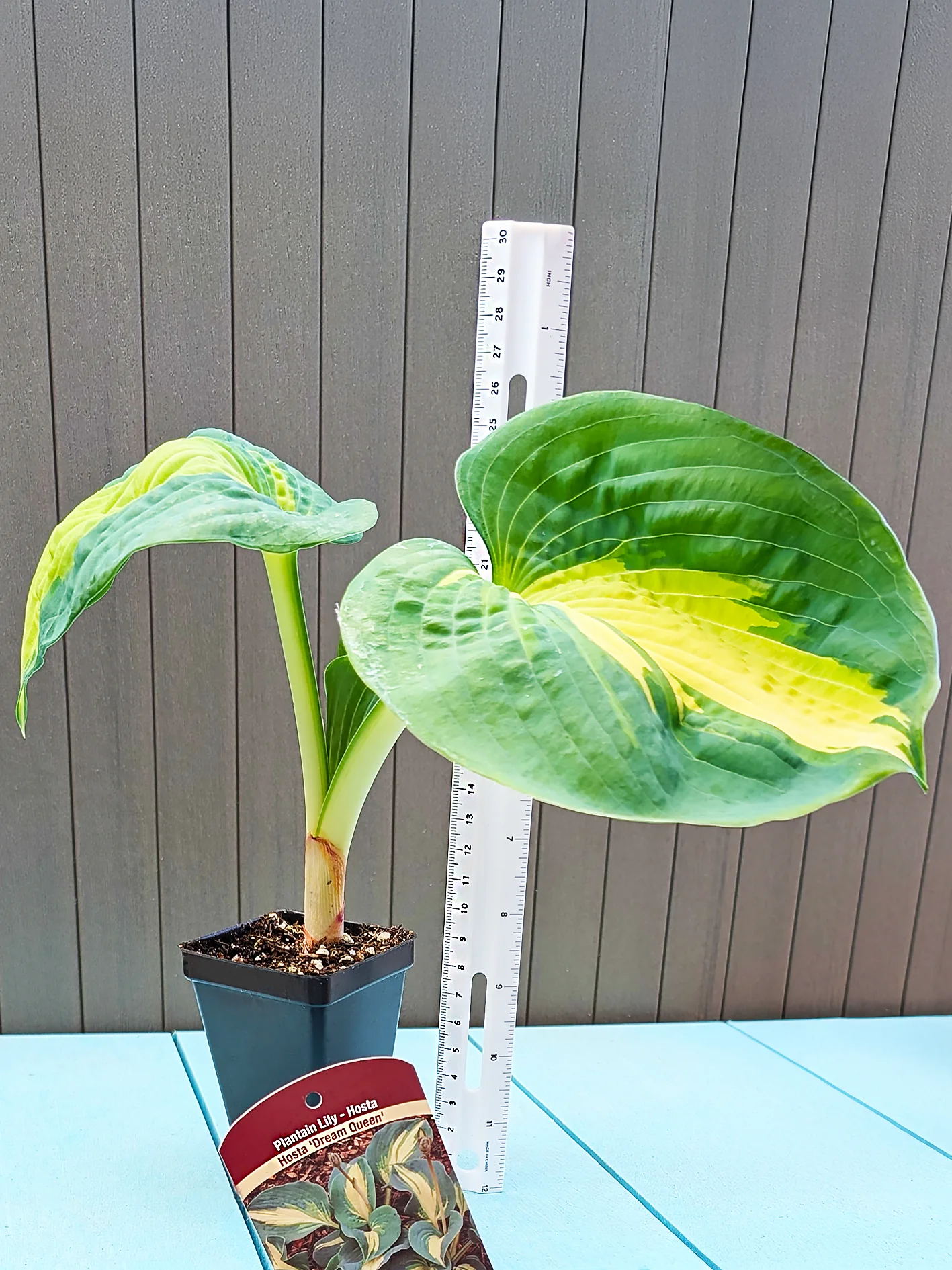 Hosta - Dream Queen, 1 Pack - Image 3
