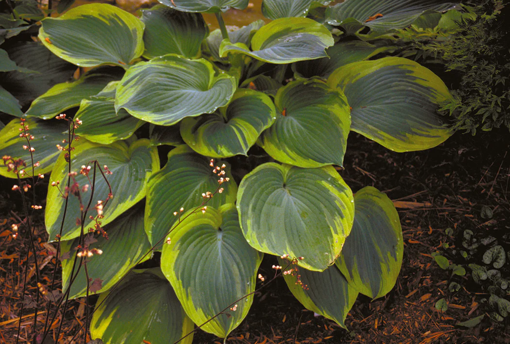 Hosta - Earth Angel, 1 Pack - Image 2