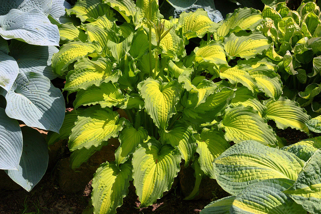 Hosta - Emerald Ruff Cut, 1 Pack - Image 2