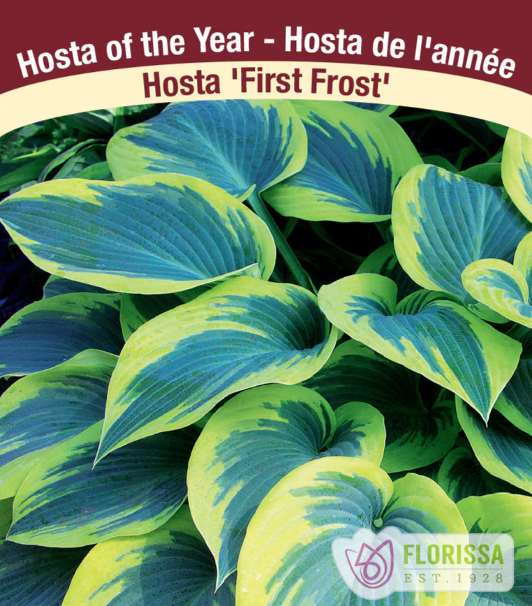 Hosta - First Frost, 1 Pack