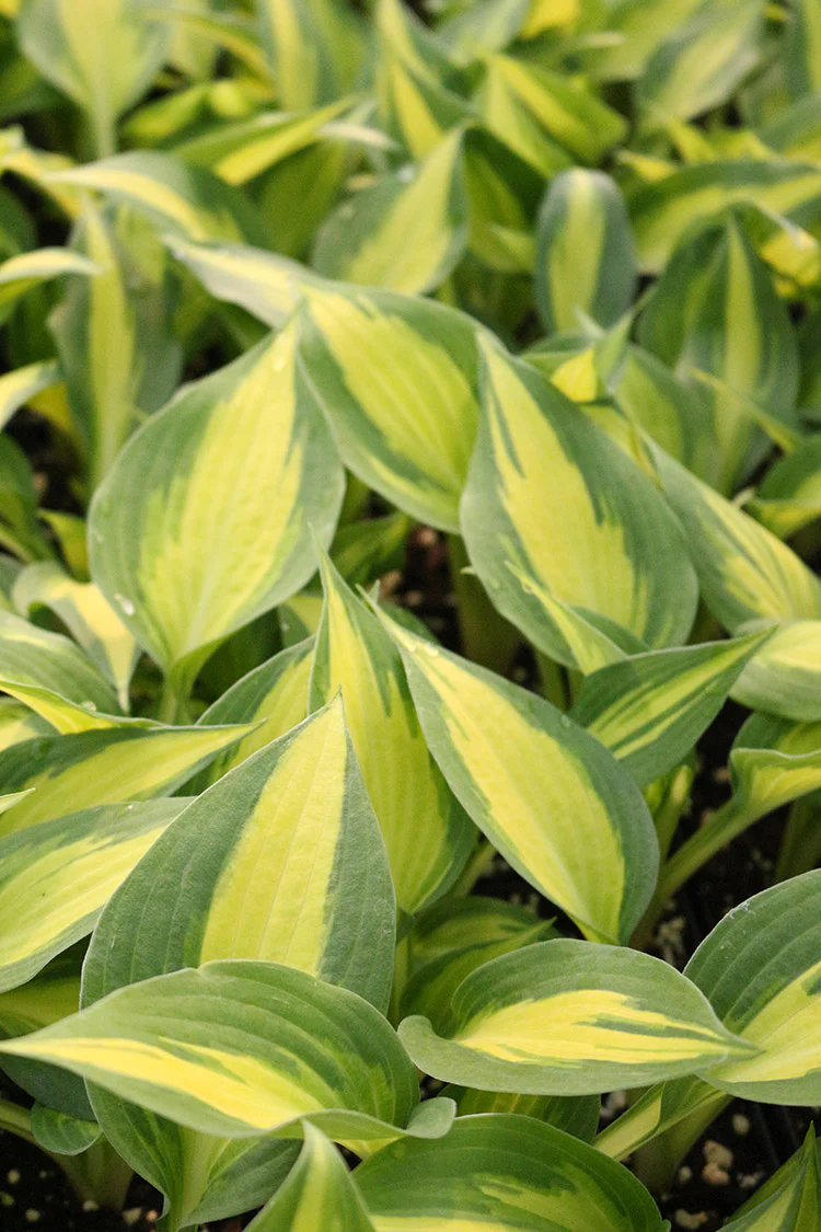 Hosta - Forbidden Fruit, 1 Pack - Image 2
