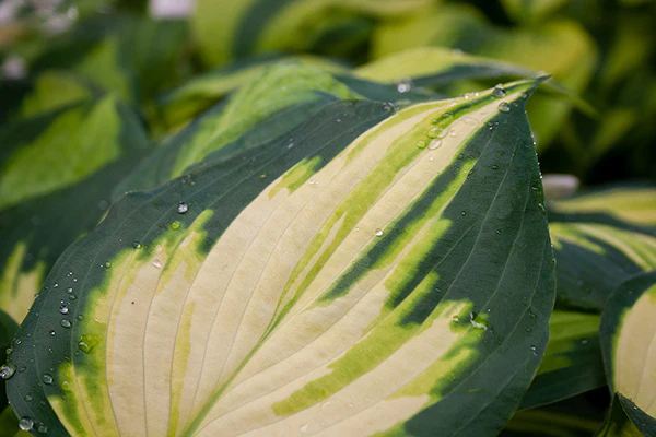 Hosta - Forbidden Fruit, 1 Pack - Image 3