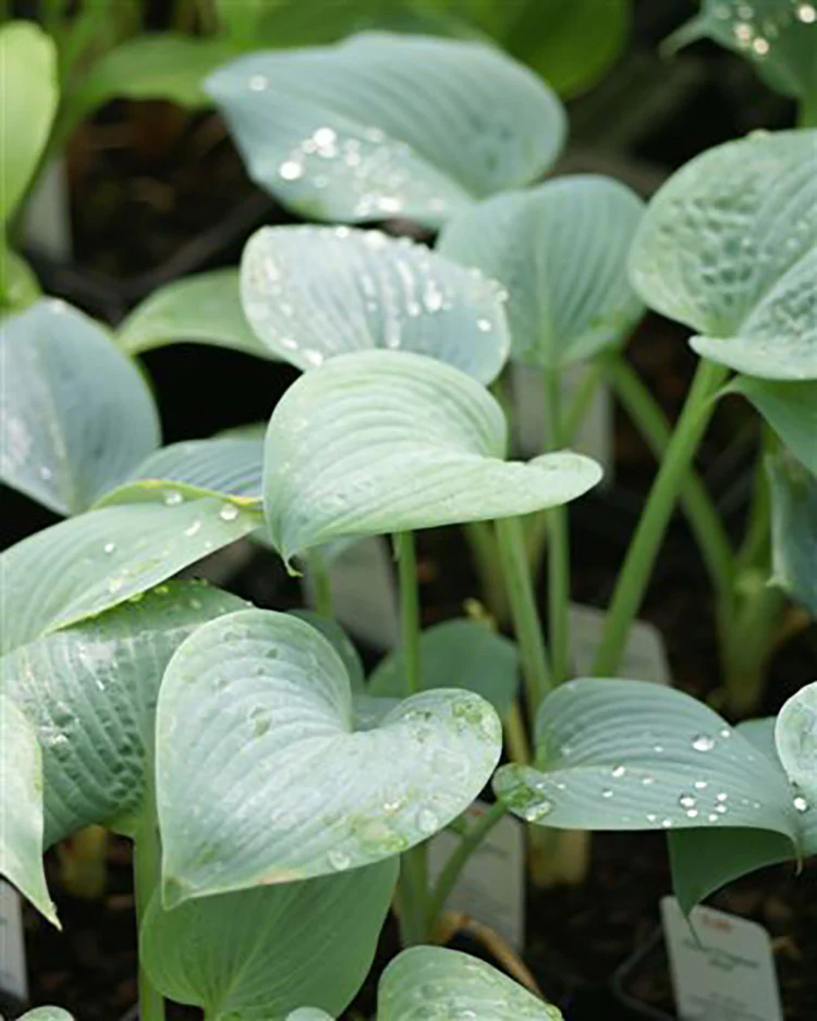 Hosta - Fragrant Blue, 1 Pack - Image 2