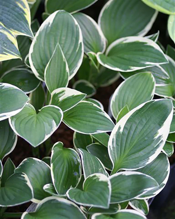 Hosta - Francee, 1 Pack - Image 2