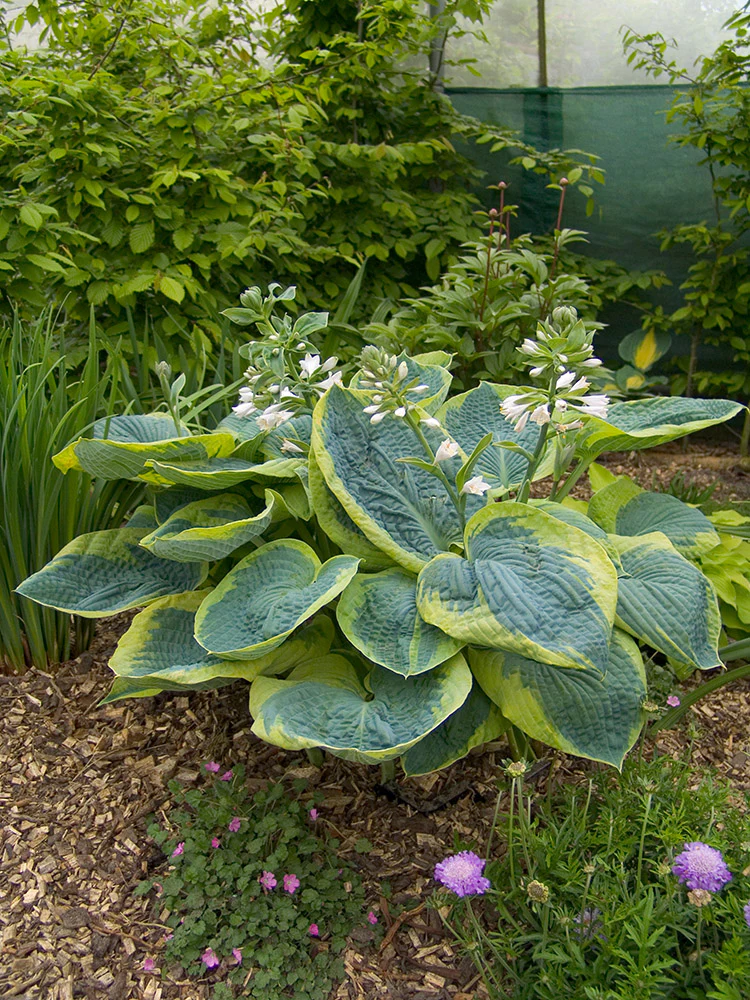 Hosta - Frances Williams, 1 Pack - Image 2