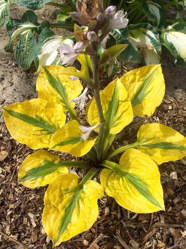 Hosta - Glad Rags, 1 Pack - Image 2