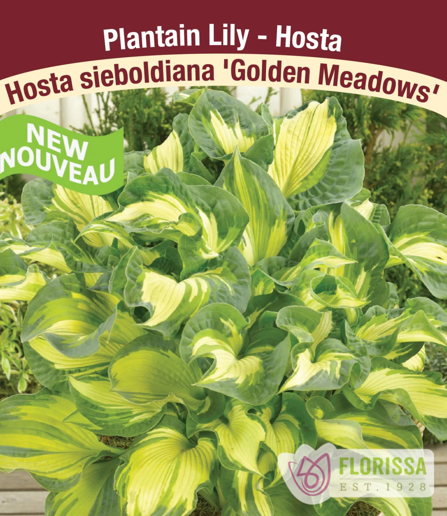 Hosta - Golden Meadows, 1 Pack