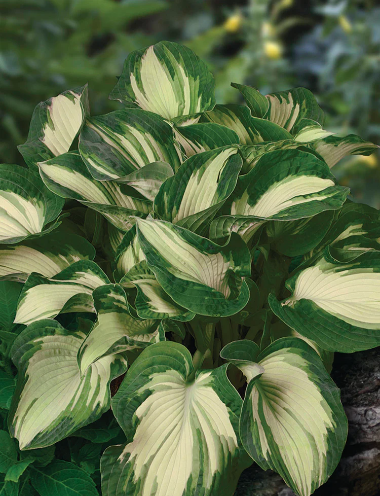 Hosta - Golden Meadows, 1 Pack - Image 2