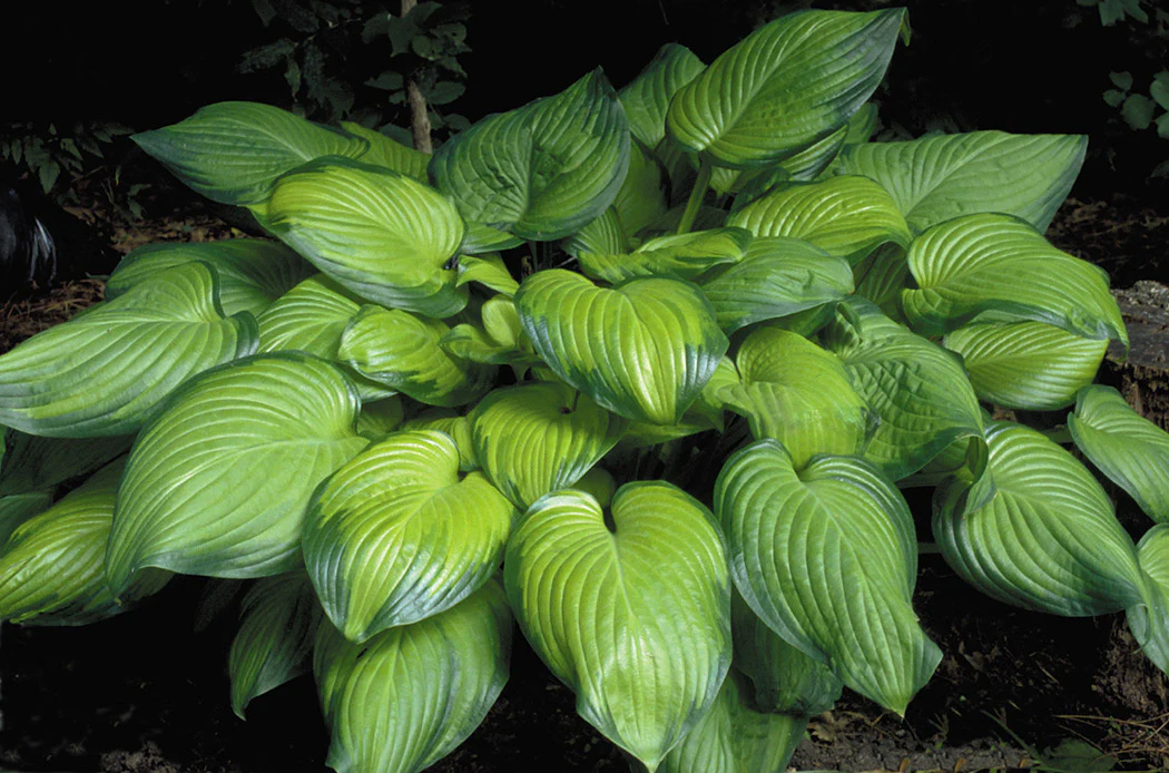 Hosta - Guacamole, 1 Pack - Image 2