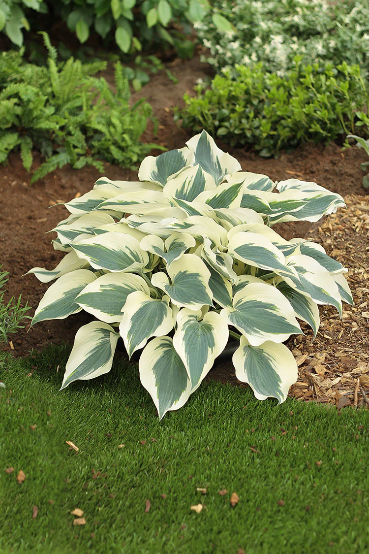 Hosta - Firn Line, 1 Pack - Image 2