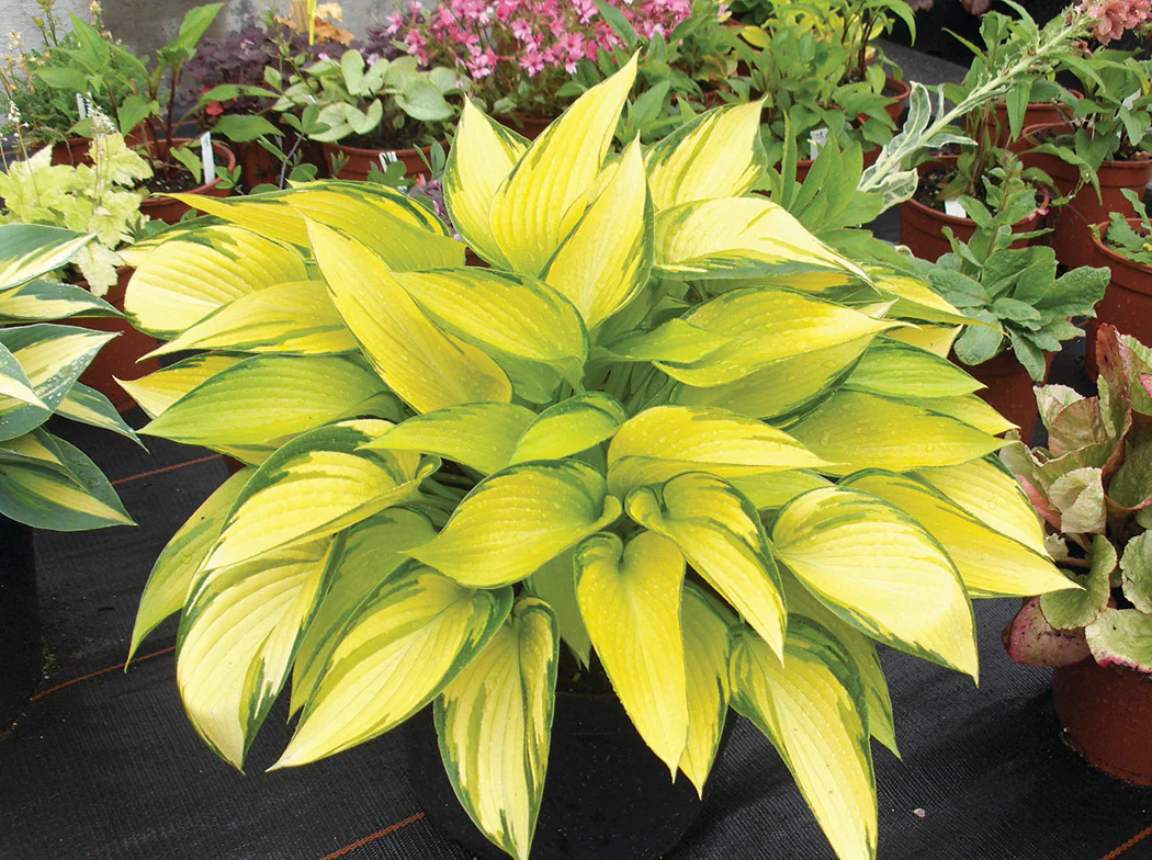Hosta - June Fever, 1 Pack - Image 2