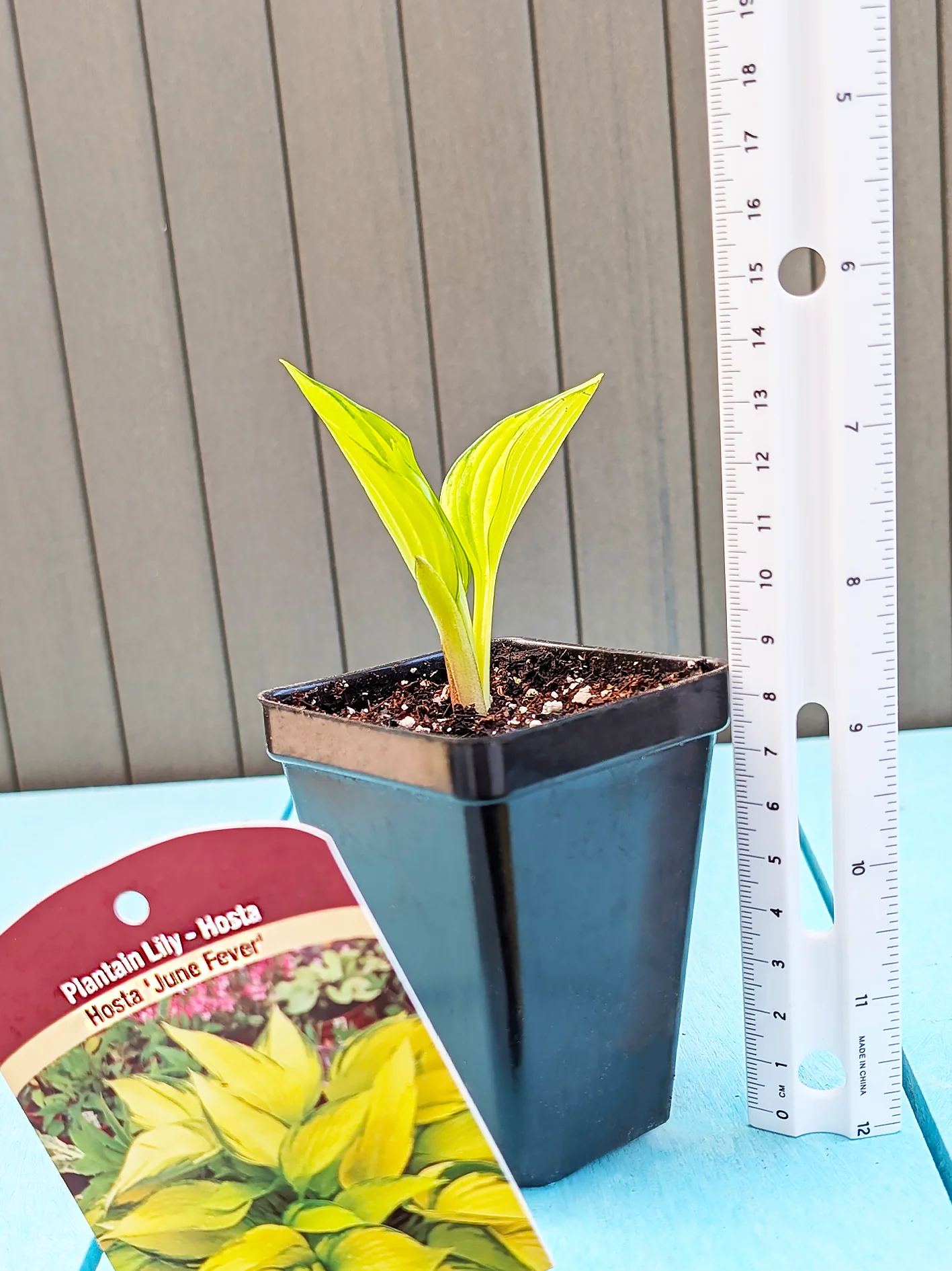 Hosta - June Fever, 1 Pack - Image 3