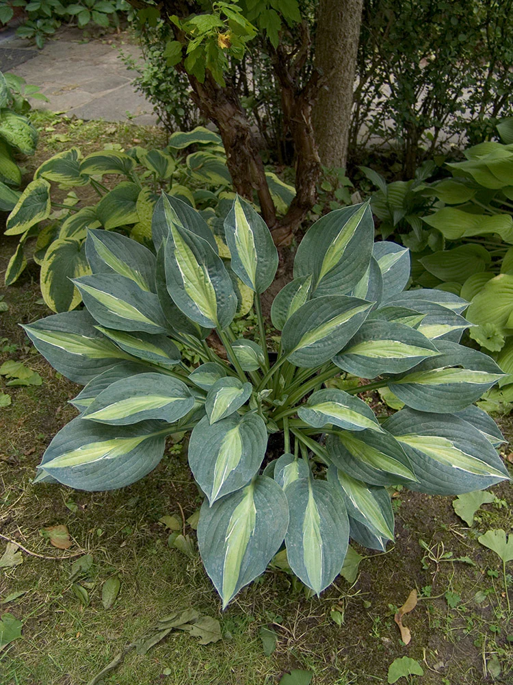 Hosta - Kiwi Full Monty, 1 Pack - Image 2