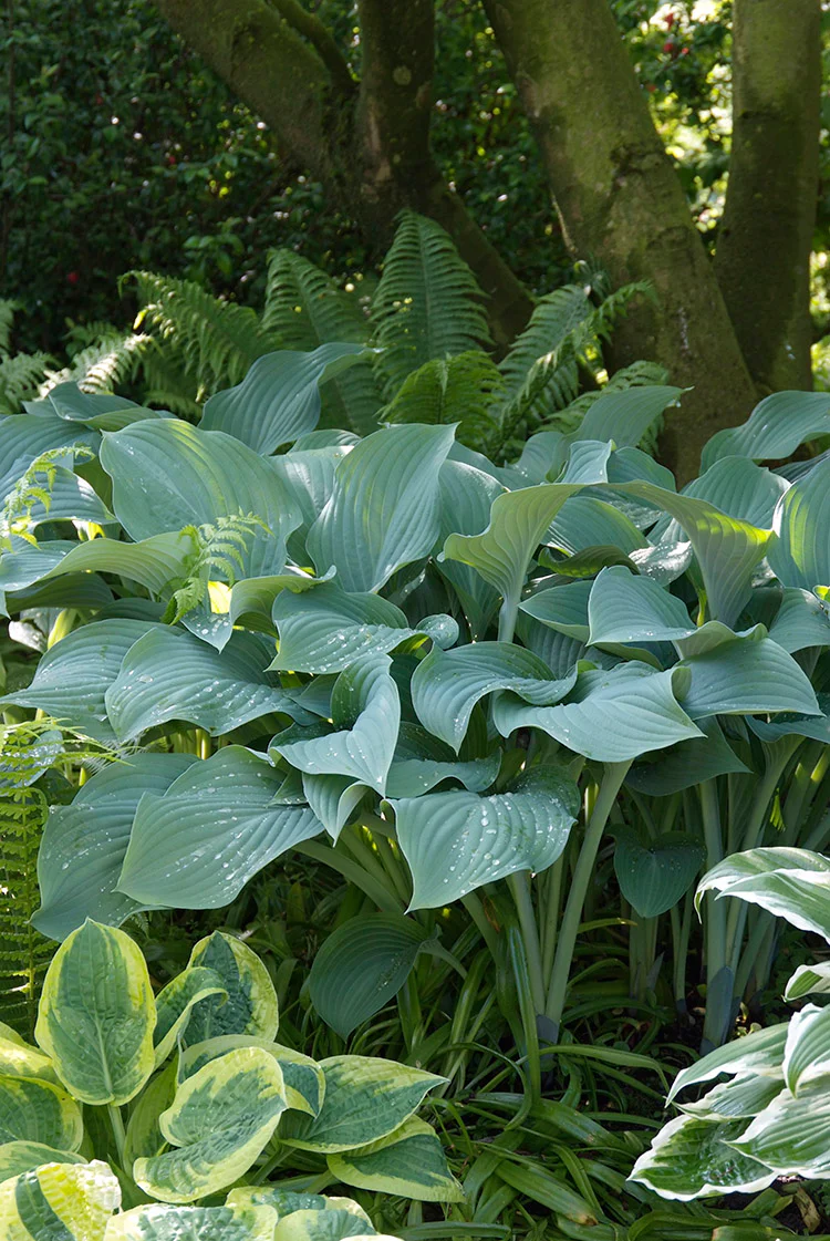 Hosta - Krossa Regal, 1 Pack - Image 2