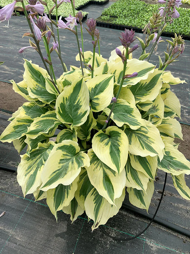 Hosta - Lakeside Paisley Print, 1 Pack - Image 2