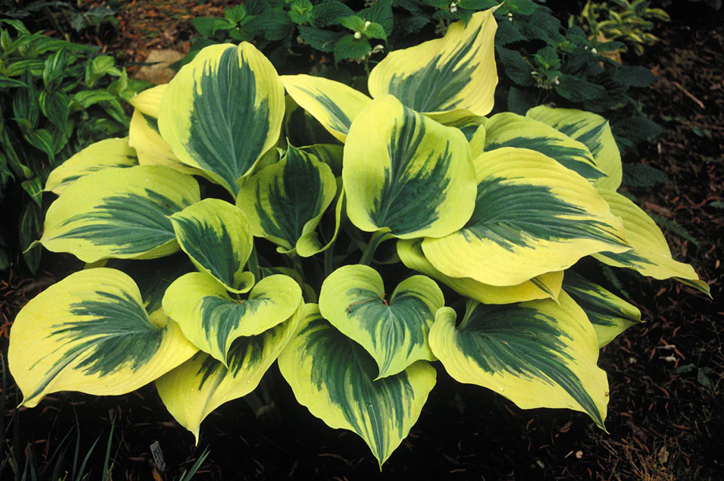 Hosta - Liberty 1 Pack - Image 2
