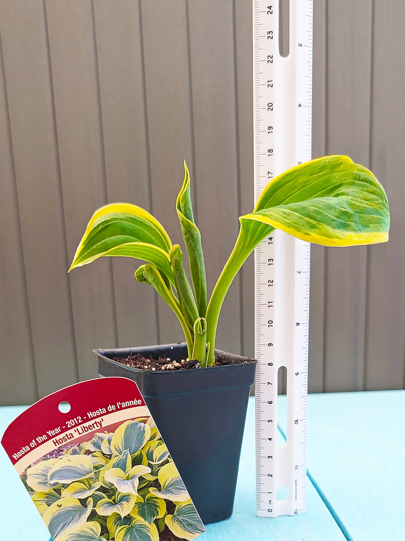 Hosta - Liberty 1 Pack - Image 3