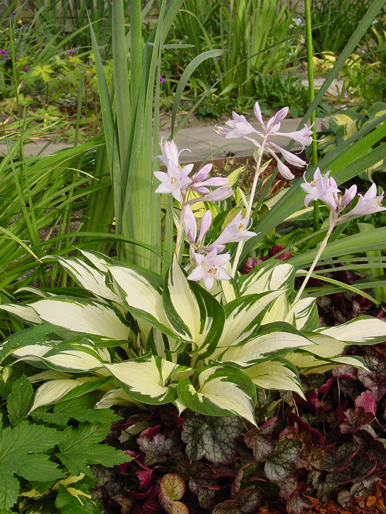 Hosta - Loyalist, 1 Pack - Image 2