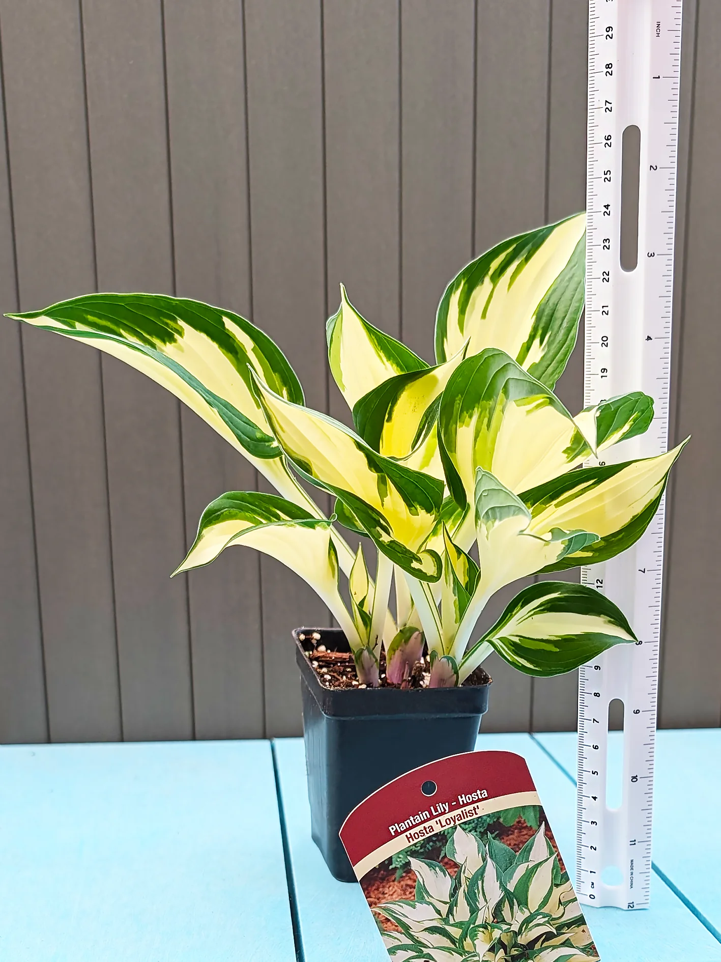 Hosta - Loyalist, 1 Pack - Image 3